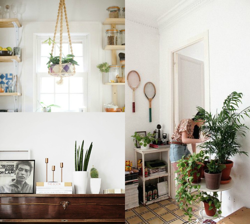 Plants in home