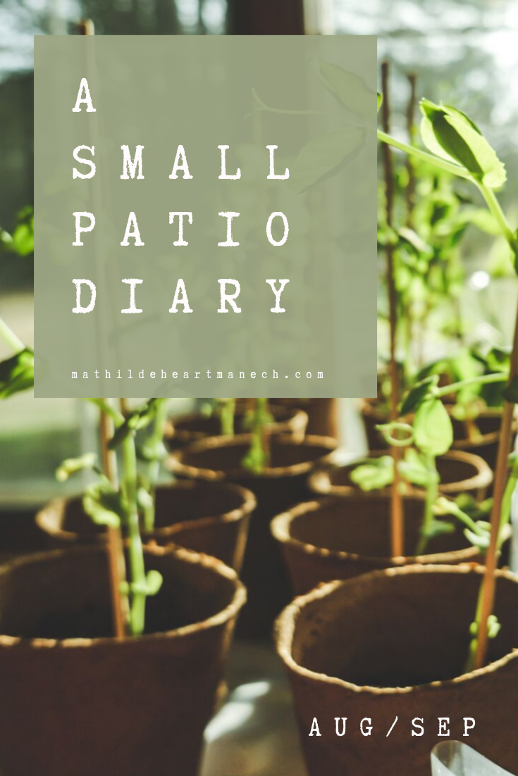A Small Patio Diary